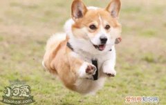 狗狗食物中毒原因有哪些 为什么会出现食物中毒