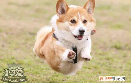 狗狗食物中毒原因有哪些 为什么会出现食物中毒