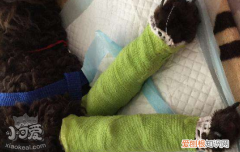 我家小狗骨折了怎么办 该如何处理