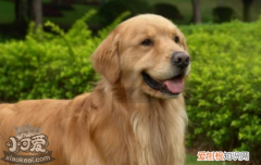 犬瘟热会传染人吗 犬瘟热不会伤害到人类的！