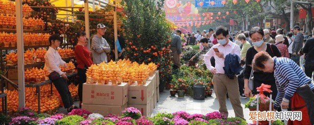 过年的时候摆金桔寓意什么 过年时摆盆桔是什么寓意