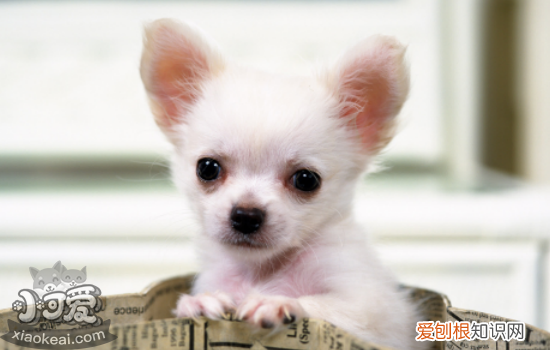 狗绝育的好处 狗绝育不止可以提高狗狗生活质量还有主人!