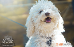 狗狗怎么预防螨虫 这几步教你预防狗狗患螨虫
