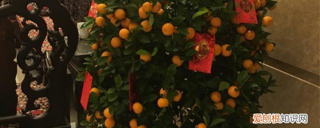 广东过年家里摆的什么树 广东过年家里摆哪些树