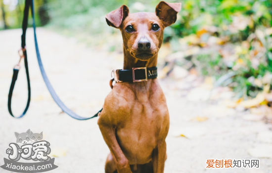狗狗中暑症状 教你判断狗狗是否中暑