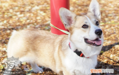 狗狗中暑怎么办 这个几个办法你一定要知道