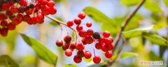 海红豆的种子怎么种植的 海红豆的种子怎么种植