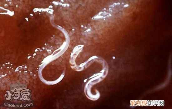 狗体内寄生虫有哪些种类 狗体内常见寄生虫介绍