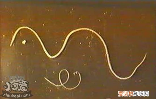 狗体内寄生虫有哪些种类 狗体内常见寄生虫介绍