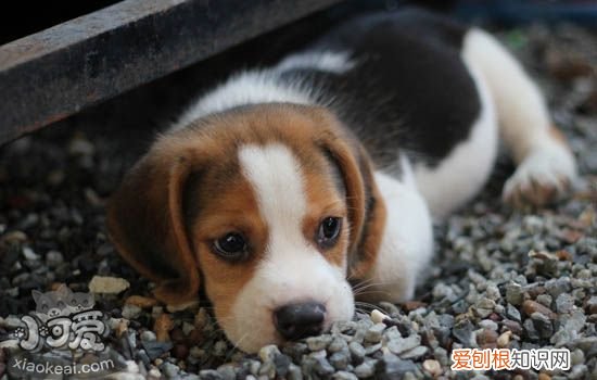 狗体外寄生虫会带来何种疾病 别让寄生虫毁了狗狗的身体