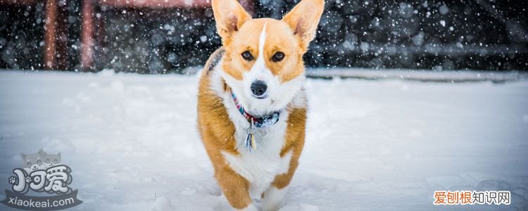 柯基断尾发炎了怎么办 柯基断尾如何断才不会化脓发炎