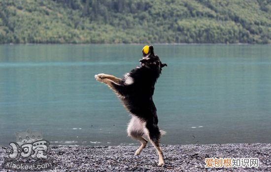 哈士奇患细小的症状 了解这些及早预防及时治疗
