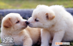 狗狗寄生虫感染的症状 知道狗狗感染寄生虫会怎么样吗