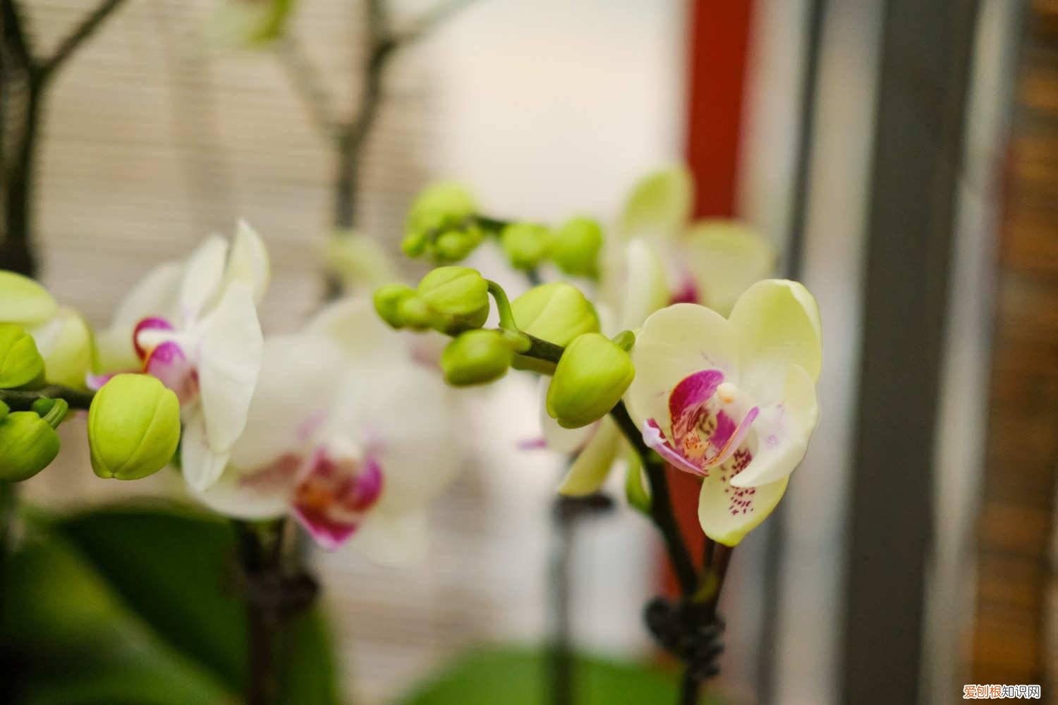 蝴蝶兰开花后如何养 蝴蝶兰开花后怎么养