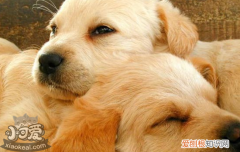 狗狗便血吃什么药 狗狗便血还在乱吃药吗