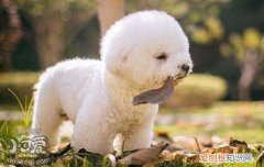 比熊犬感冒怎么办 科学治疗看这里