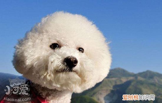 比熊犬感冒怎么办 科学治疗看这里