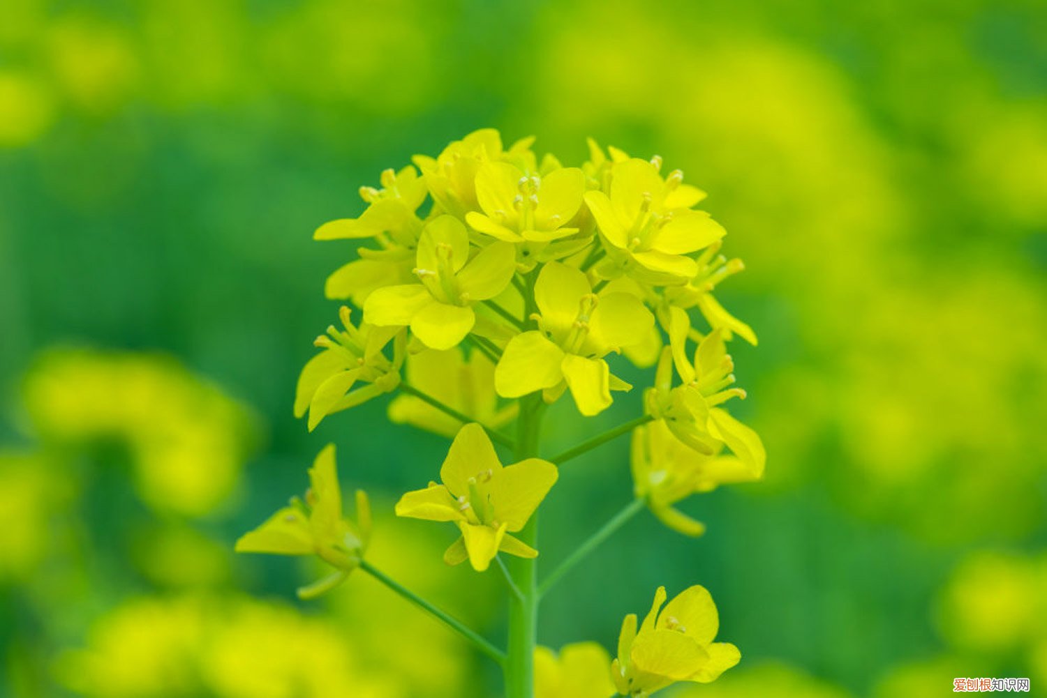 油菜花什么时候种在地里 油菜花什么时候种