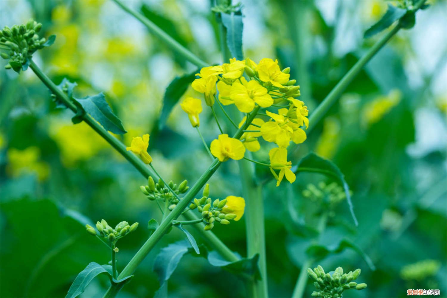 油菜花什么时候种在地里 油菜花什么时候种