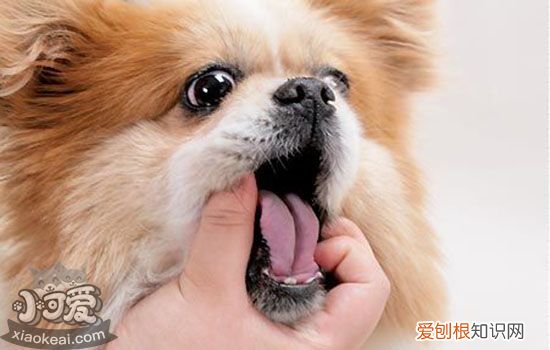 金毛发烧怎么办 快速退烧治疗