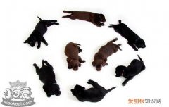 蝴蝶犬拉稀怎么办 别只知道喂益生菌
