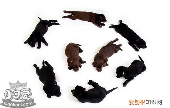 蝴蝶犬拉稀怎么办 别只知道喂益生菌