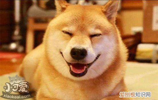 柴犬咳嗽怎么办 这些疾病求救信号你知道吗