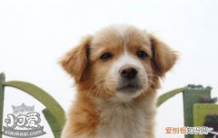 狗瘟用什么消毒 狗瘟为什么一定要消毒