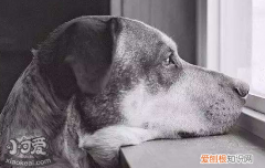 什么样的狗狗容易患抑郁症 你知道吗？