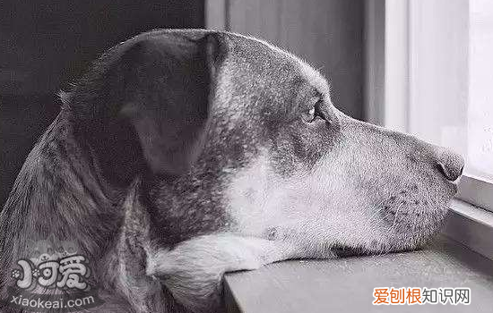 什么样的狗狗容易患抑郁症 你知道吗?