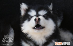 狗抑郁的十二个表现 都太让人心痛了
