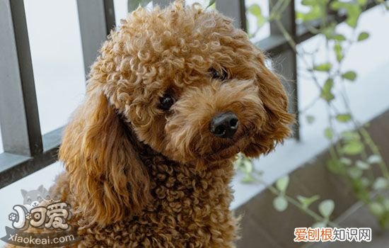 怎么知道狗狗发烧了 你知道给狗狗测量温度吗