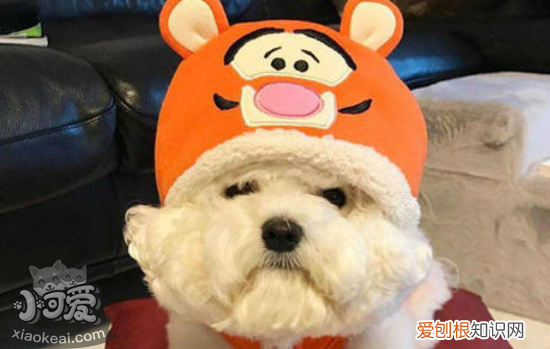 如何判断狗狗体内有没有虫 怎么驱虫你知道吗