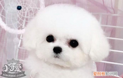 狗狗寄生虫种类 狗狗寄生虫包括哪些