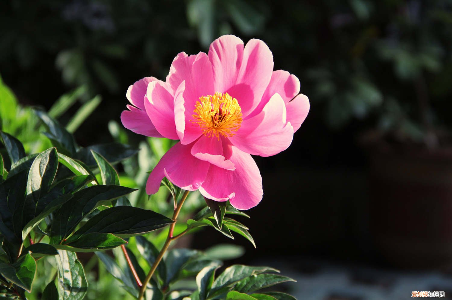 芍药花冬天怎么过冬 芍药如何过冬
