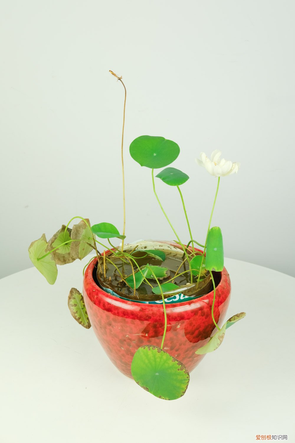 碗莲长芽后几天换一次水 碗莲发芽后还用换水吗