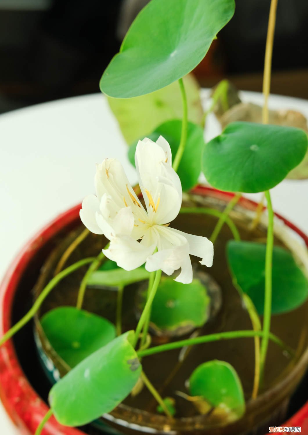 碗莲长芽后几天换一次水 碗莲发芽后还用换水吗