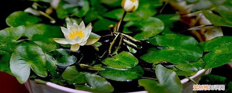 碗莲长芽后几天换一次水 碗莲发芽后还用换水吗