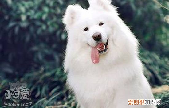 狗狗感冒流鼻涕怎么回事 流鼻涕不一定是感冒