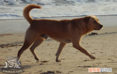 狗骨折怎么恢复的快 狗狗骨折吃什么好