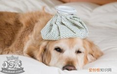 狗狗感冒消炎药有哪些 小心乱用药致耳聋