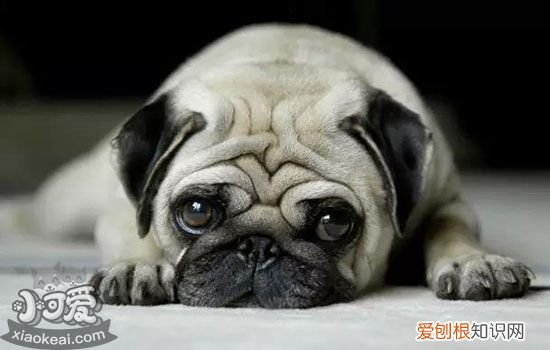 狗狗呕吐怎么治疗用药 你知道你家狗狗为什么呕吐吗