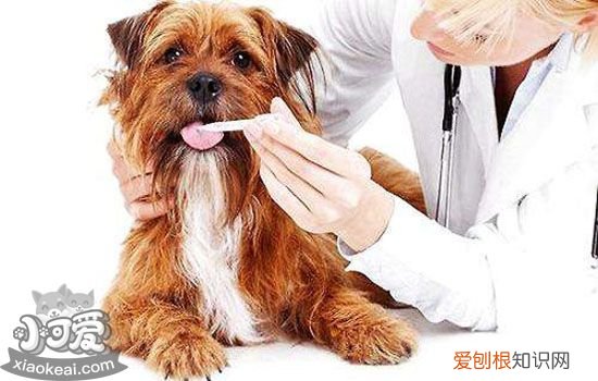 狗狗感冒症状和细小的区别解读 避免因误判而让狗狗翘翘
