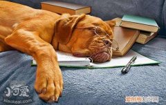 狗狗呕吐棕色粘稠液体 是感染犬瘟了吗