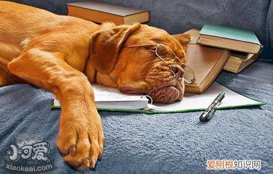 狗狗呕吐棕色粘稠液体 是感染犬瘟了吗