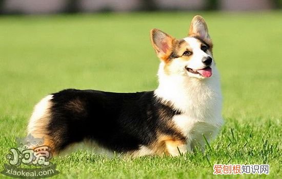 小狗拉稀带血该喂点什么 可以喂人类用药吗