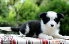 犬瘟怎么办 狗狗犬瘟你怎么解决