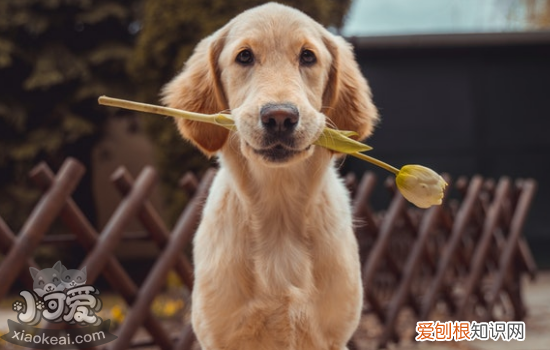 金毛牙结石怎么去除 金毛牙结石清理方法