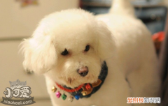狗狗牙结石怎么去除 狗狗牙结石的清理办法