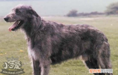 爱尔兰猎狼犬牙结石预防治疗方法 牙结石的患病原因